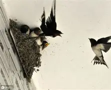 欧博体育 -燕鹦??3砄%漋W宦=￠恃n?幰E的简单介绍